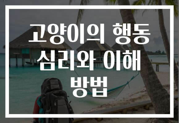 고양이의 행동 심리와 이해 방법, 당신의 고양이를 더 잘 이해하는 비법!