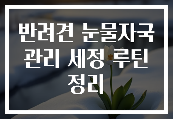 반려견 눈물자국 관리 세정 루틴 정리