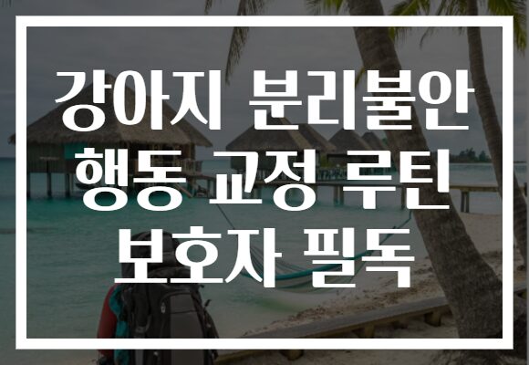 강아지 분리불안 행동 교정 루틴 보호자 필독