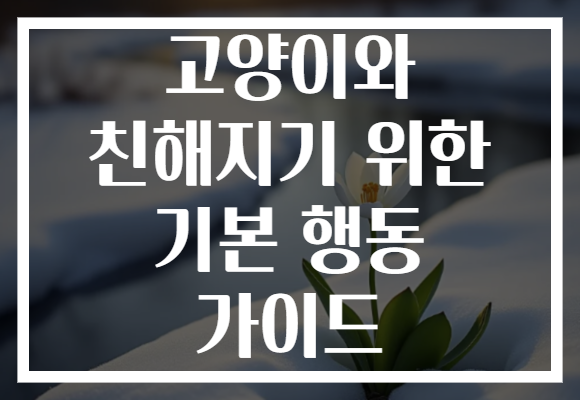 고양이와 친해지기 위한 기본 행동 가이드