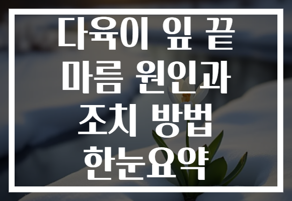 다육이 잎 끝 마름 원인과 조치 방법 한눈요약