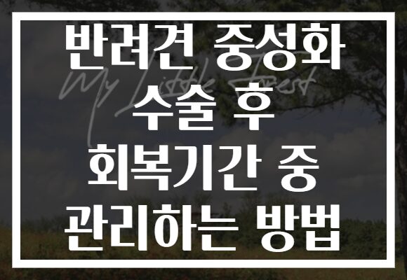 반려견 중성화 수술 후 회복기간 중 관리하는 방법 반려견 중성화 수술 후 회복기간 중 관리하는 방법