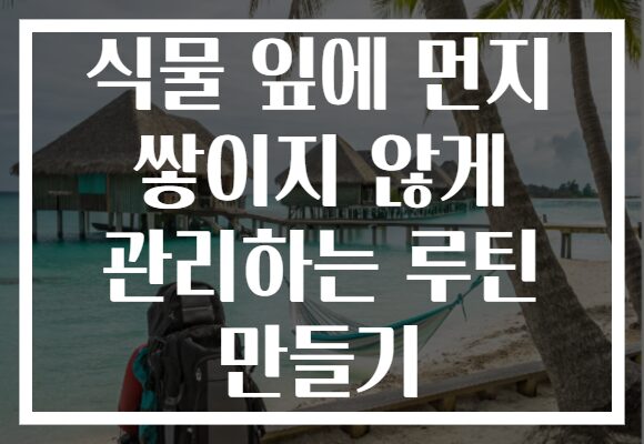 식물 잎에 먼지 쌓이지 않게 관리하는 루틴 만들기