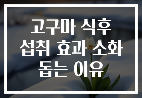 고구마 식후 섭취 효과 소화 돕는 이유