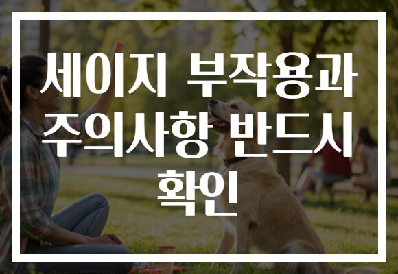세이지 부작용과 주의사항 반드시 확인