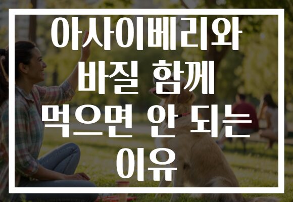 아사이베리와 바질 함께 먹으면 안 되는 이유