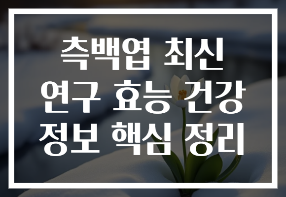 측백엽 최신 연구 효능 건강 정보 핵심 정리