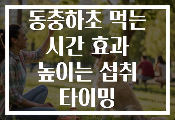동충하초 먹는 시간 효과 높이는 섭취 타이밍