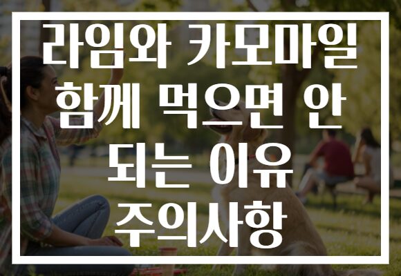 라임와 카모마일 함께 먹으면 안 되는 이유 주의사항