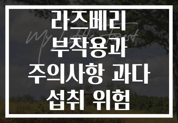 라즈베리 부작용과 주의사항 과다 섭취 위험 라즈베리 부작용과 주의사항 과다 섭취 위험