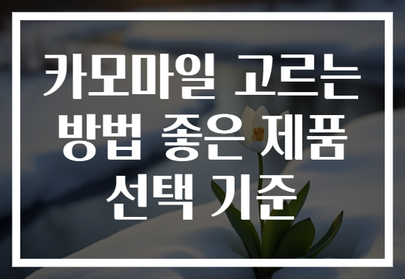카모마일 고르는 방법 좋은 제품 선택 기준