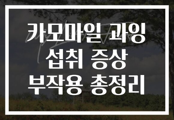 카모마일 과잉 섭취 증상 부작용 총정리