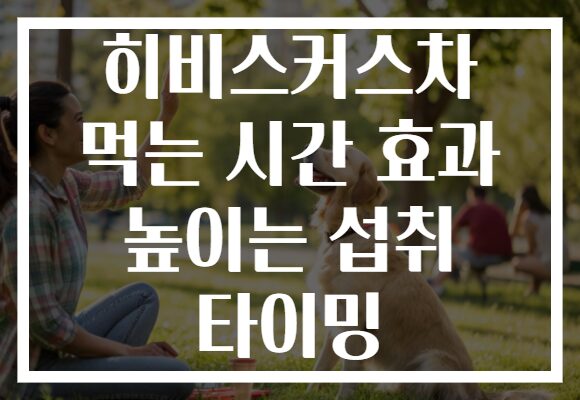 히비스커스차 먹는 시간 효과 높이는 섭취 타이밍