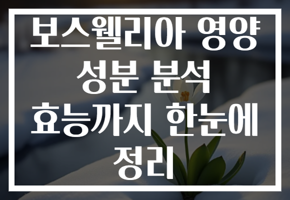 보스웰리아 영양 성분 분석 효능까지 한눈에 정리