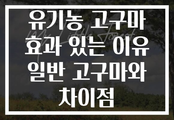 유기농 고구마 효과 있는 이유 일반 고구마와 차이점 유기농 고구마 효과 있는 이유 일반 고구마와 차이점