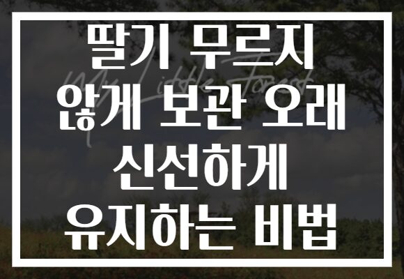 딸기 무르지 않게 보관 오래 신선하게 유지하는 비법