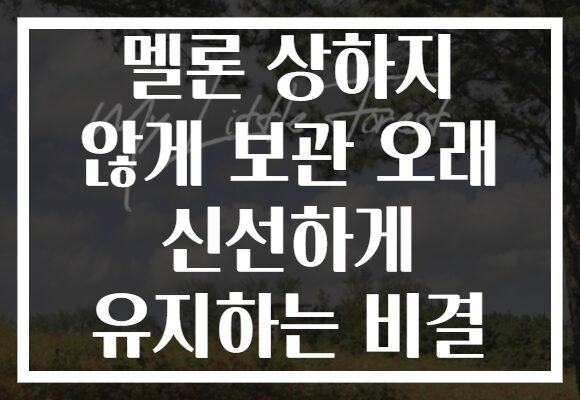 멜론 상하지 않게 보관 오래 신선하게 유지하는 비결 멜론 상하지 않게 보관 오래 신선하게 유지하는 비결