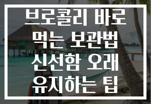 브로콜리 바로 먹는 보관법 신선함 오래 유지하는 팁