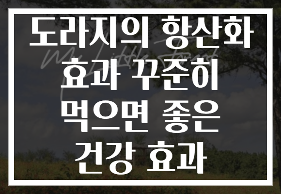 도라지의 항산화 효과 꾸준히 먹으면 좋은 건강 효과 도라지의 항산화 효과 꾸준히 먹으면 좋은 건강 효과