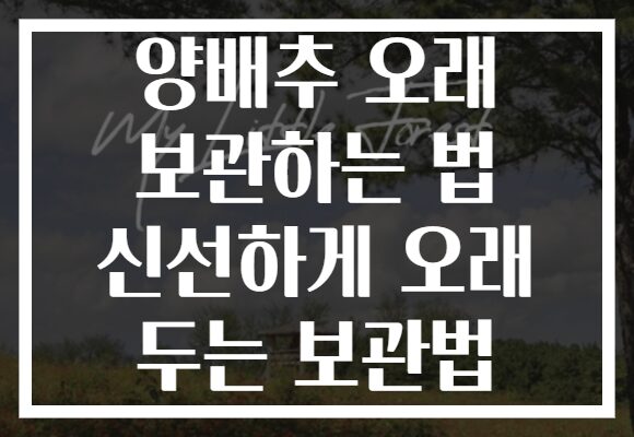 양배추 오래 보관하는 법 신선하게 오래 두는 보관법 양배추 오래 보관하는 법 신선하게 오래 두는 보관법