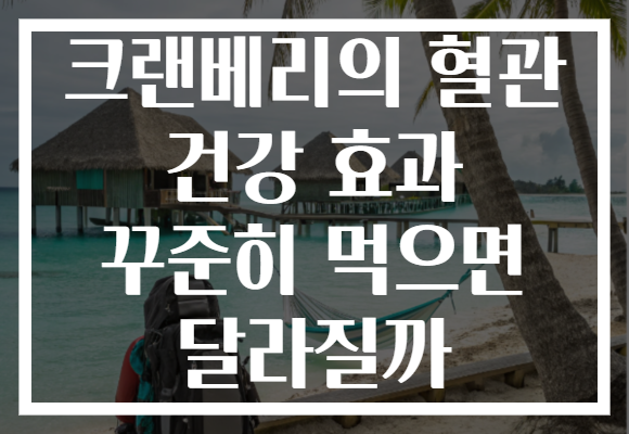 크랜베리의 혈관 건강 효과 꾸준히 먹으면 달라질까