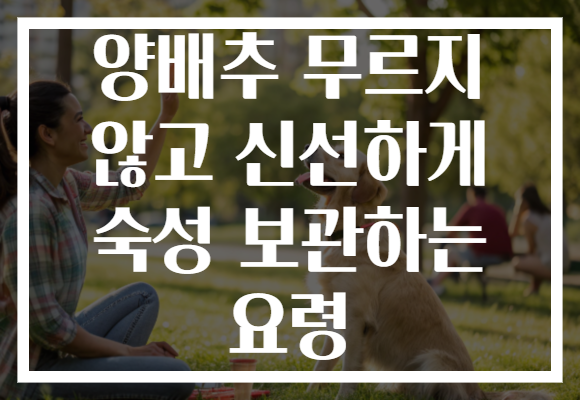 양배추 무르지 않고 신선하게 숙성 보관하는 요령 양배추 무르지 않고 신선하게 숙성 보관하는 요령