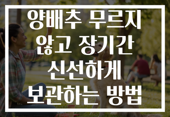 양배추 무르지 않고 장기간 신선하게 보관하는 방법