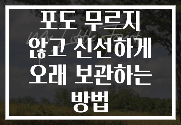 포도 무르지 않고 신선하게 오래 보관하는 방법