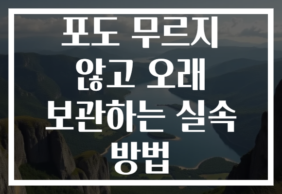 포도 무르지 않고 오래 보관하는 실속 방법 포도 무르지 않고 오래 보관하는 실속 방법