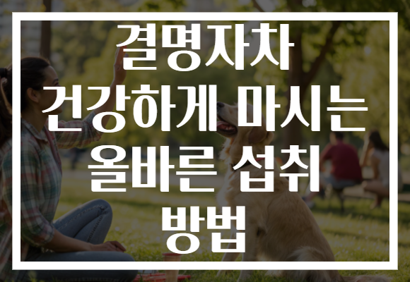 결명자차 건강하게 마시는 올바른 섭취 방법 결명자차 건강하게 마시는 올바른 섭취 방법