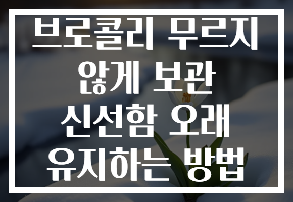 브로콜리 무르지 않게 보관 신선함 오래 유지하는 방법 브로콜리 무르지 않게 보관 신선함 오래 유지하는 방법