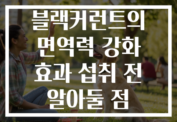 블랙커런트의 면역력 강화 효과 섭취 전 알아둘 점