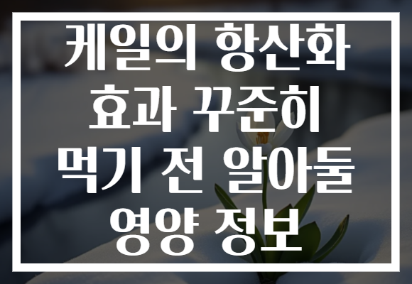 케일의 항산화 효과 꾸준히 먹기 전 알아둘 영양 정보